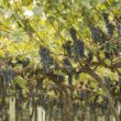 1703262733 previsao indica que a producao agropecuaria alcancara r 1159 trilhao