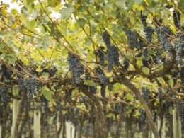 1703262733 previsao indica que a producao agropecuaria alcancara r 1159 trilhao