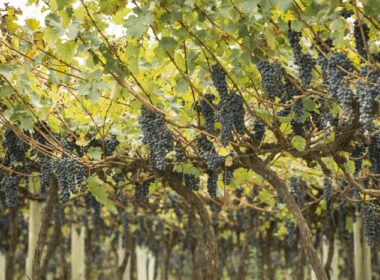 1703262733 previsao indica que a producao agropecuaria alcancara r 1159 trilhao