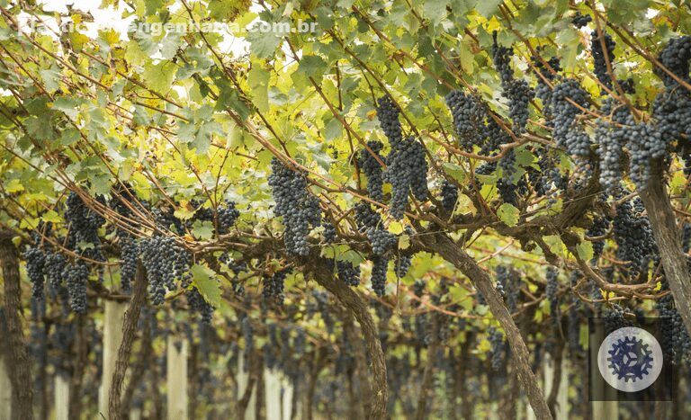 1703262733 previsao indica que a producao agropecuaria alcancara r 1159 trilhao