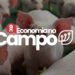 1727309748 suino vivo em alta no rs descubra as tendencias e