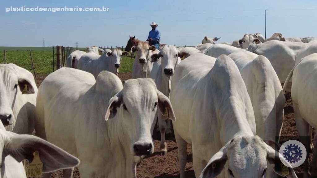 Descubra o Guia Prático para Aumentar sua Produção de Superprecoces na Estação de Fertilidade! 3 1735135244 3 Lageado reproducao 23.02.2024 2