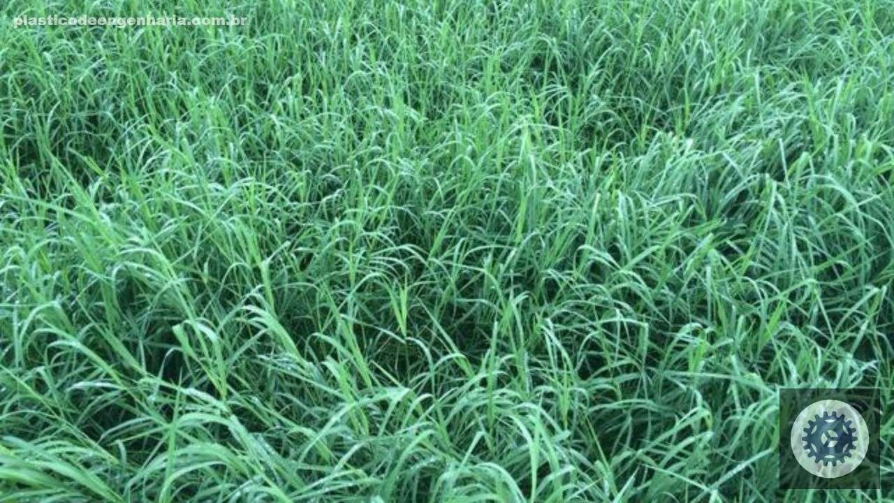 Mombaça ou Tifton 85 potencializam a produtividade da soja com pastagens saudáveis e eficientes para seu cultivo. 3 1745468467 482 Capim tifton 85 18.08.2023
