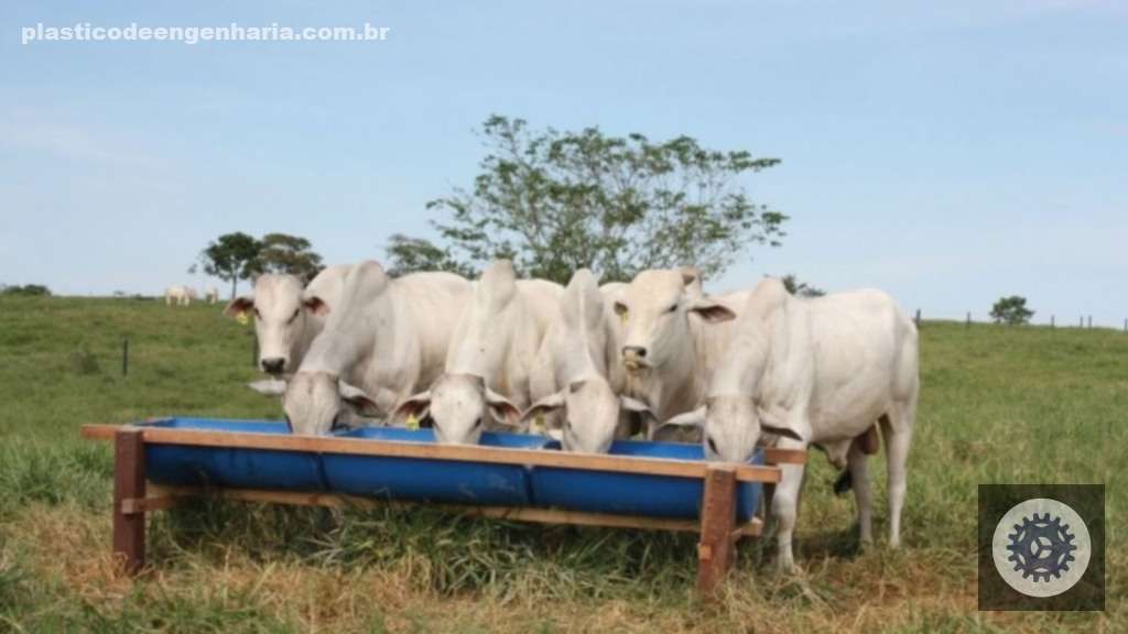 Recria intensiva a pasto acelera abate, corta custos e maximiza lucro por hectare na pecuária moderna 4 1745895743 501 bovinos recria pasto pastagem cocho racao 18.04.2025 2