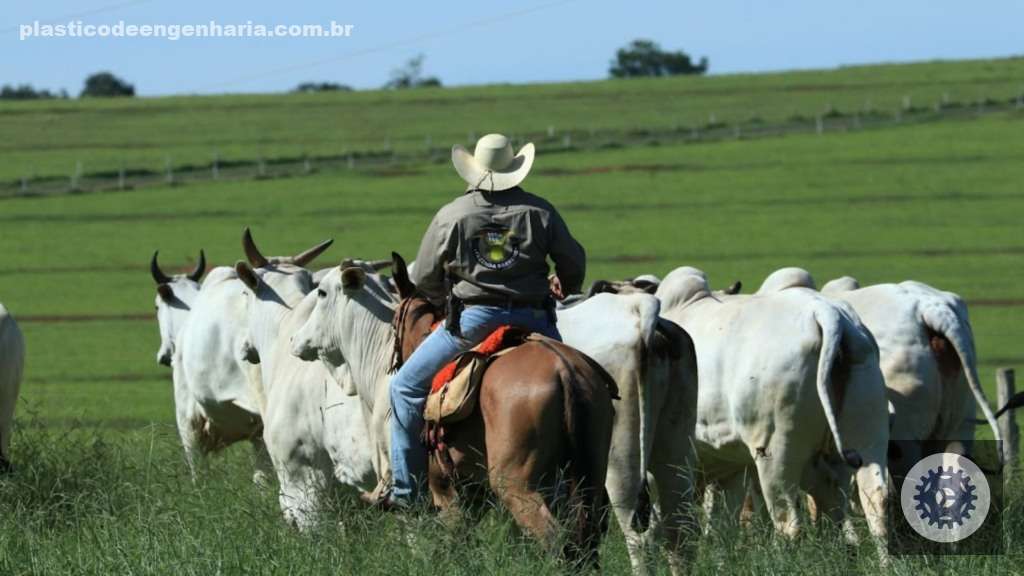 Ganhe mais na pecuária com contas eficazes para otimizar seus lucros e aumentar sua rentabilidade. 4 1746254764 781 bovinos recria pasto pastagem cocho racao 18.04.2025 3