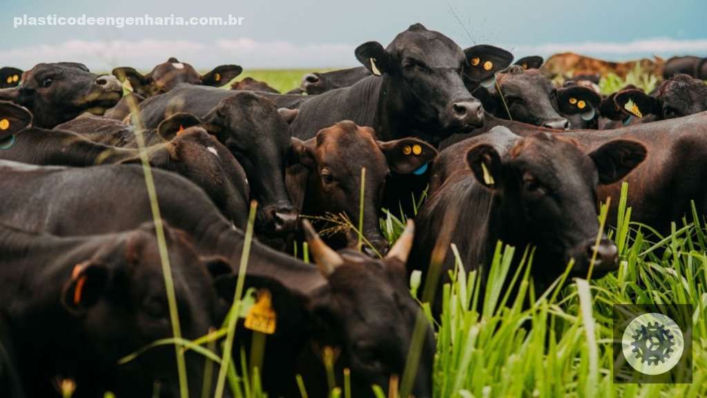 1747610208 908 Bovinos pasto pastagem angus meio sangue 01.05.2025 1