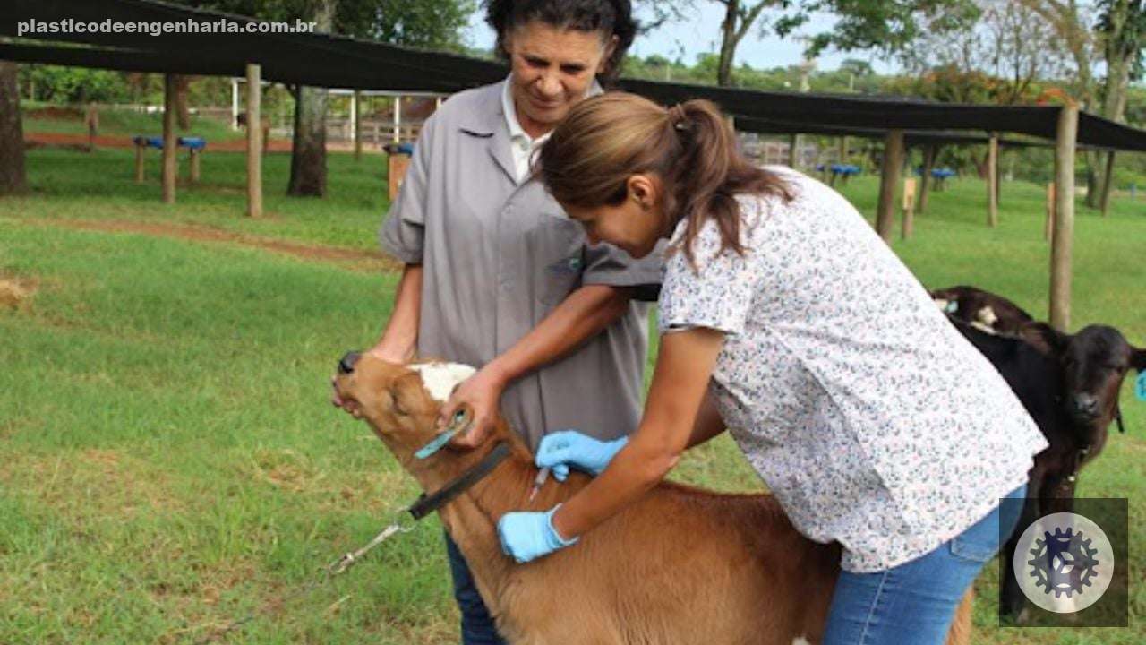 Veterinários cuidando de bezerro na fazenda. Foto: Divulgação