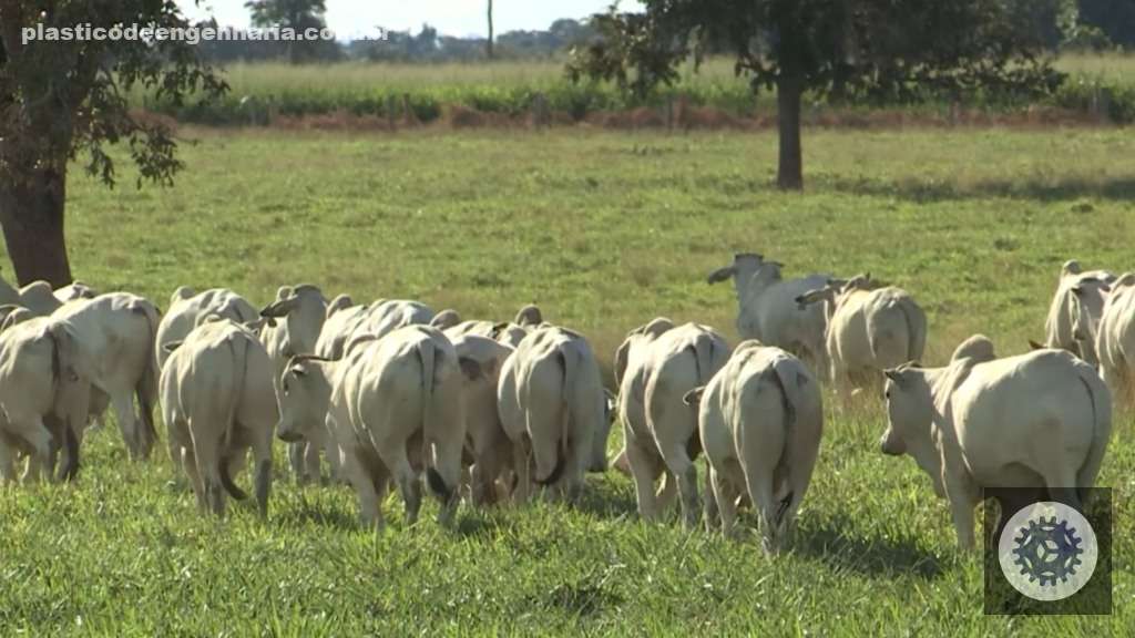 Prepare seu pasto para a seca e garanta saúde e produtividade elevada do seu gado durante todo o ano 2 Bovinos em engorda na terminação intensiva a pasto (TIP). Foto: Reprodução