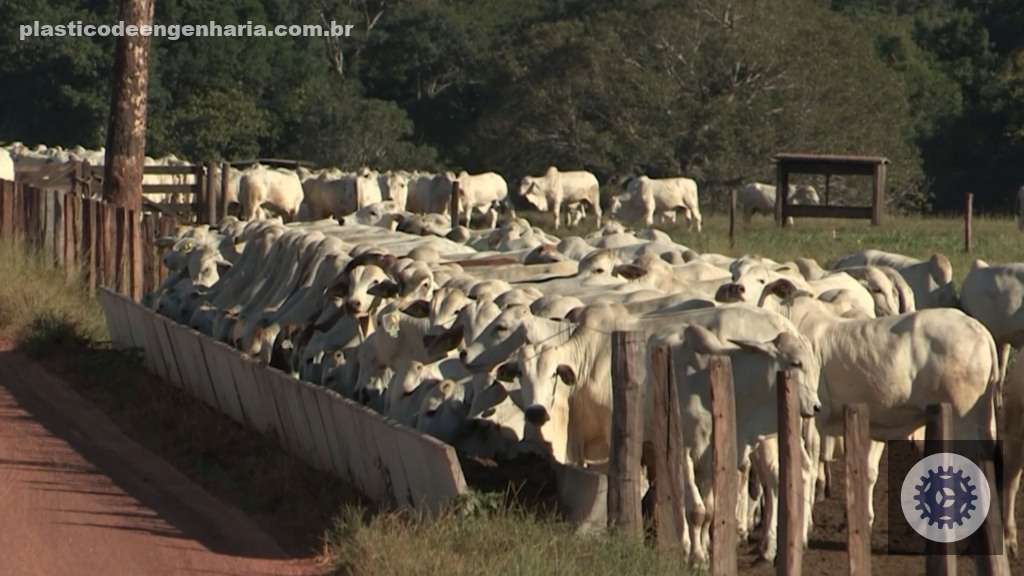 Bovinos em engorda na terminação intensiva a pasto (TIP). Foto: Reprodução