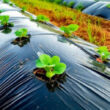Plástico no agronegócio é usado em irrigação, estufas e silagem