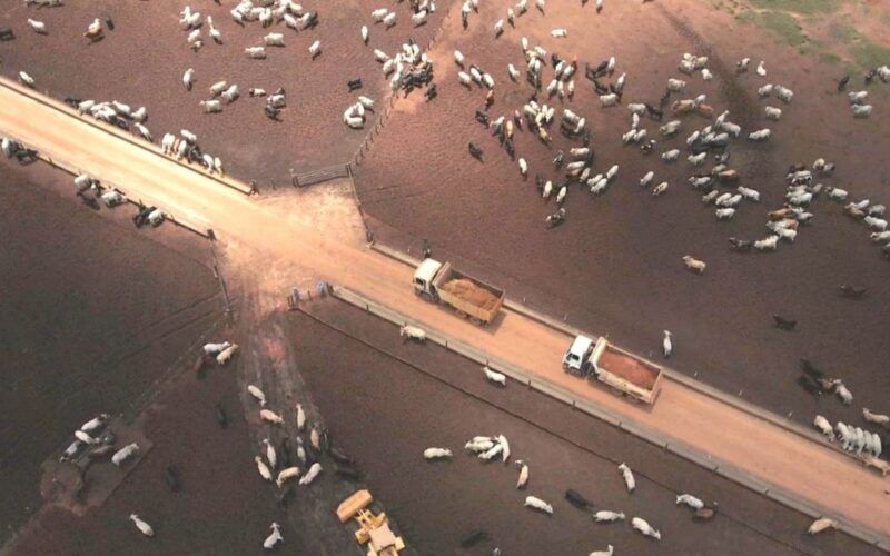 2024: o ano da reviravolta na pecuária com melhores preços de insumos