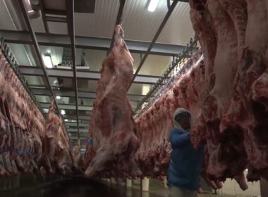 Produção de carnes bovina, de frango e suína bate recorde em 2024, diz Conab