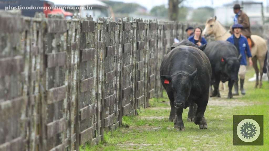 Marchigiana se destaca na bezerrada precoce com matrizes Nelore e Tabapuã, potencializando ganhos e eficiência na pecuária 2 Touro Angus. Foto: Divulgação