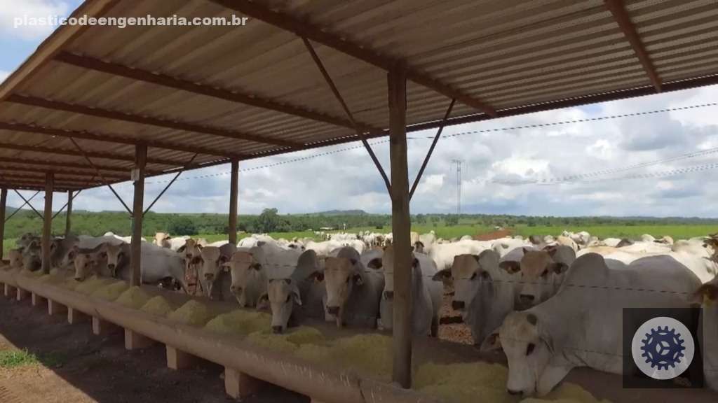 Bovinos no sistema de recria intensiva a pasto (RIP) na fazenda da Novapec. Foto: Reprodução