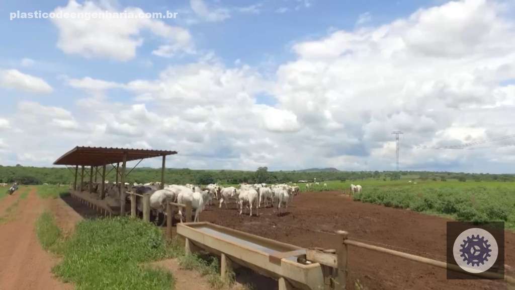 Bovinos no sistema de recria intensiva a pasto (RIP) na fazenda da Novapec. Foto: Reprodução