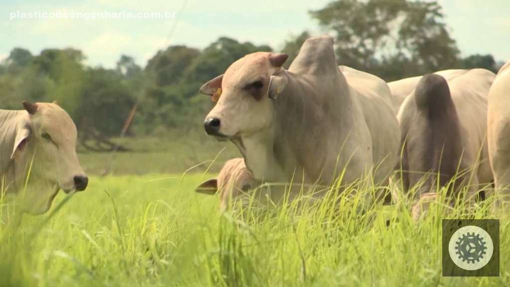 Maximize o ganho de peso na recria de bovinos com a escolha certa da porcentagem de proteína na ração 4 Arlindo Vilela Novapec RIP recria intensiva a pasto 14.04.2025 19