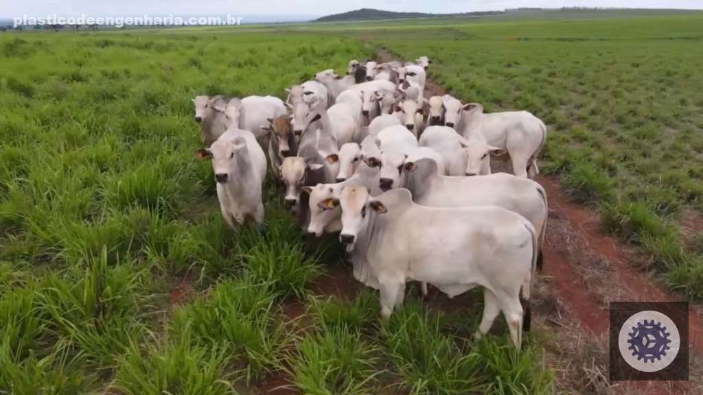 Bovinos no sistema de recria intensiva a pasto (RIP) na fazenda da Novapec. Foto: Reprodução
