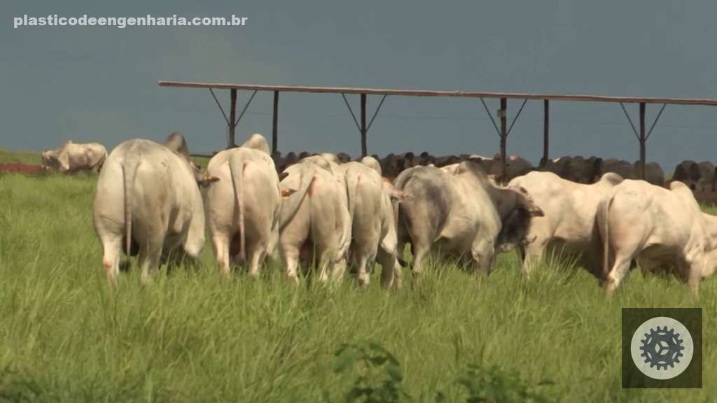Bovinos no sistema de recria intensiva a pasto (RIP) na fazenda da Novapec. Foto: Reprodução