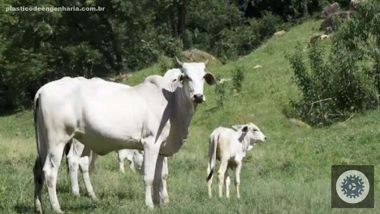Vaca com bezerro ao pé. Foto: Divulgação
