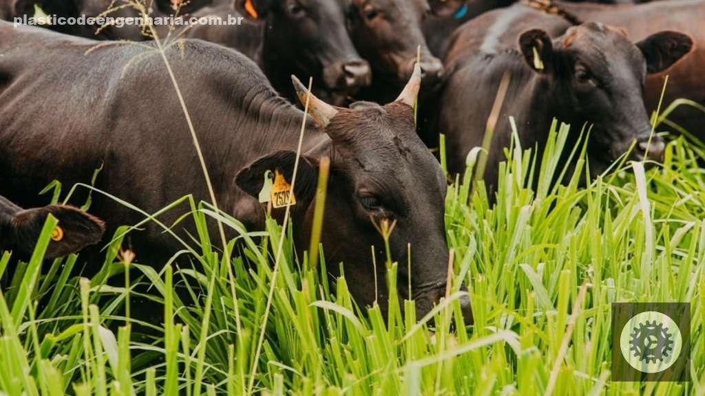 Inoculante potencializa nutrição do pasto e eleva produtividade em mais de 20% para pecuários mais eficientes 2 Bovinos pasto pastagem angus meio sangue 01.05.2025