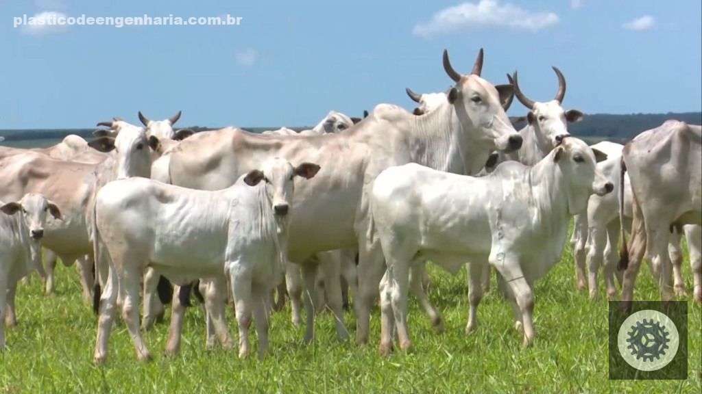 Bovinos vacas bezerro 26.10.2023 11