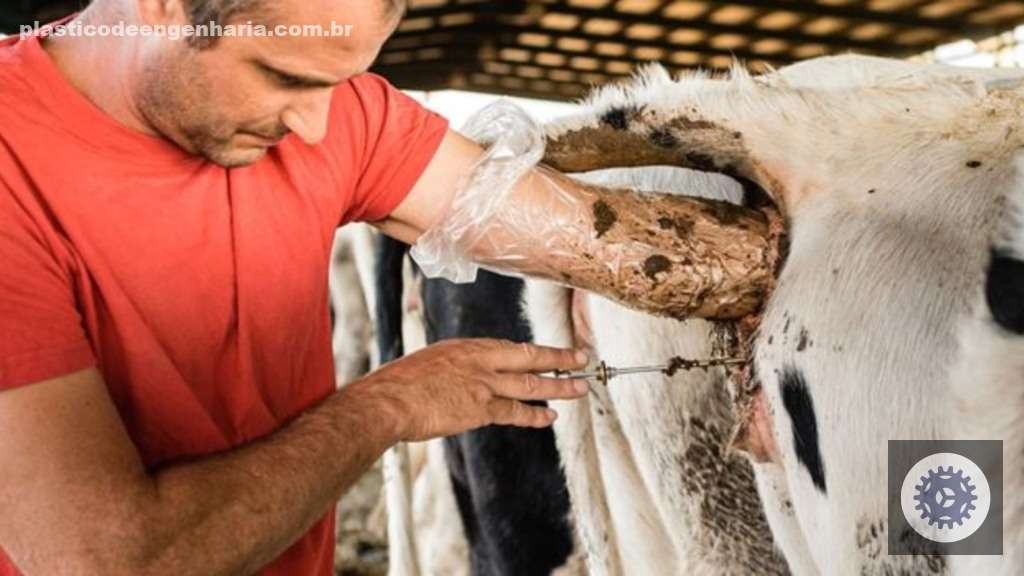 Bovinos vacas inseminacao 10.11.2023
