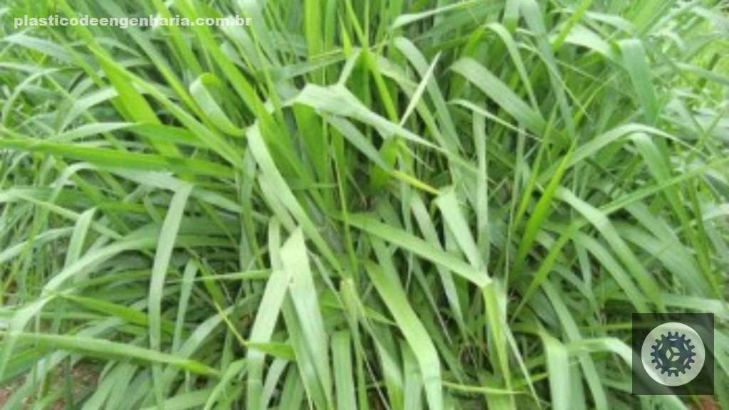 Morte súbita do braquiarão: estratégias eficazes para proteger seu rebanho e garantir a produtividade da pecuária 2 Braquiarao Brachiaria brizantha cv. Marandu 03.04.2025 2