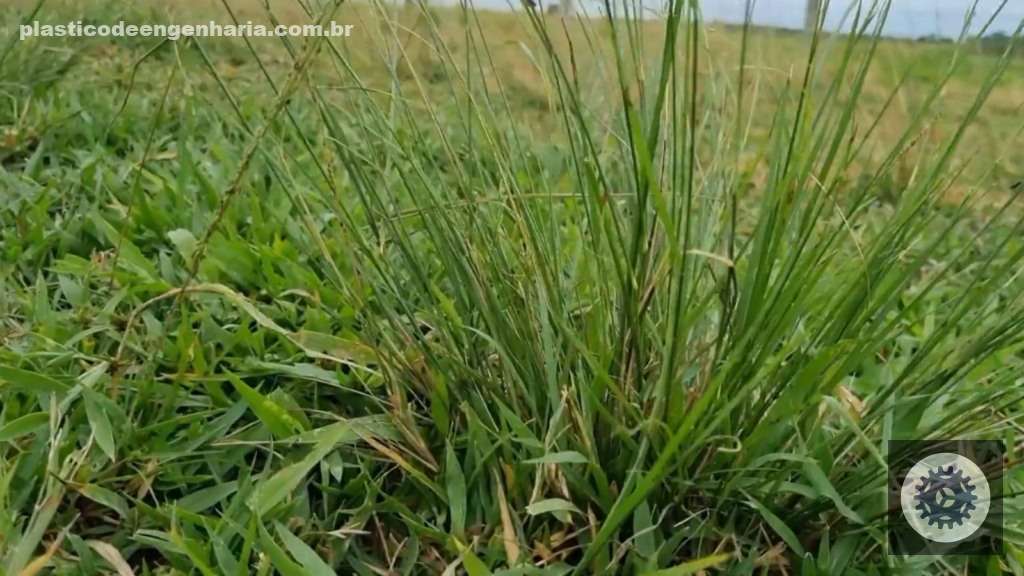 Detalhe do capim capeta em área infestada no pasto. Foto: Reprodução