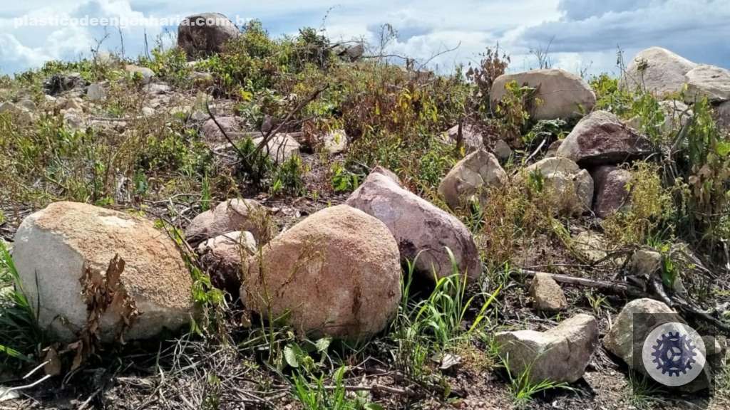Tecnologia eficaz no controle de plantas lenhosas renova estratégias para manejo sustentável de daninhas 3 Danilo Vedove plantas lenhosas controle 28.04.2025 1