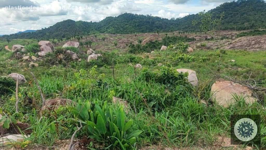 Tecnologia eficaz no controle de plantas lenhosas renova estratégias para manejo sustentável de daninhas 2 Ressurgimento do capim após aplicações. Foto: Divulgação