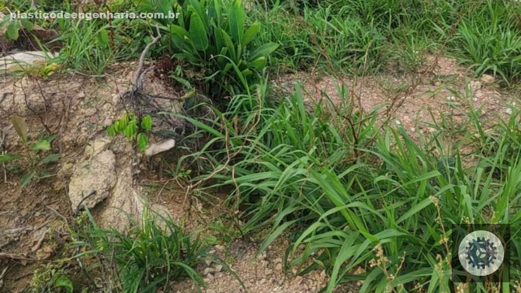 Tecnologia eficaz no controle de plantas lenhosas renova estratégias para manejo sustentável de daninhas 4 Danilo Vedove plantas lenhosas controle 28.04.2025 3