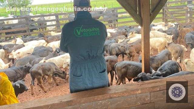 Controle sanitário eficaz na recria aumenta a rentabilidade da fazenda e garante saúde dos rebanhos. 3 Diego Sepulveda Vetoquinol 2