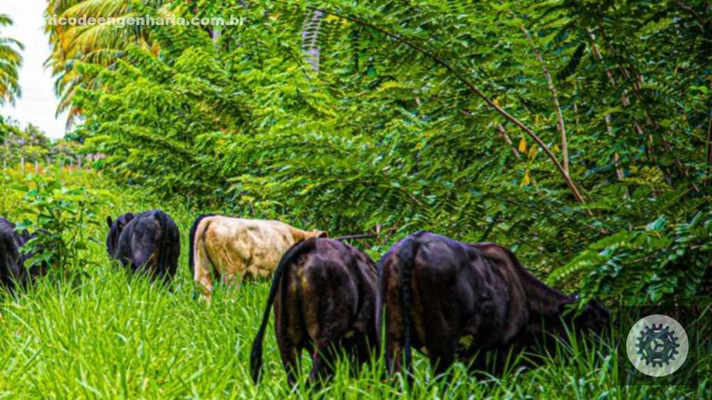 Nutrição Animal com Gliricídia