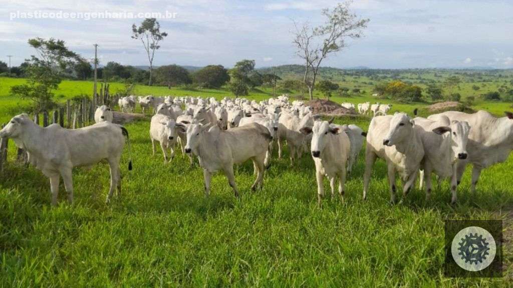 Fazenda Liberdade Bahia bovinos pasto pastagem 16.02.2024 1