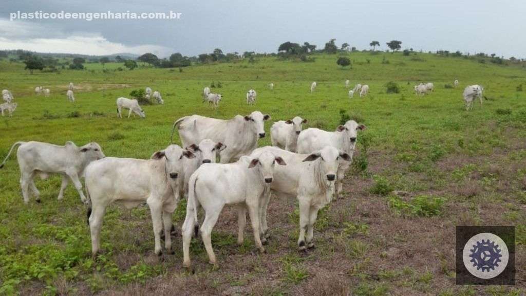 Lote de bezerros em área de pasto na fazenda. Foto: Divulgação