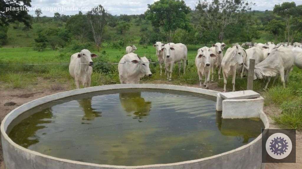 Fazenda Liberdade Bahia bovinos pasto pastagem 16.02.2024 8