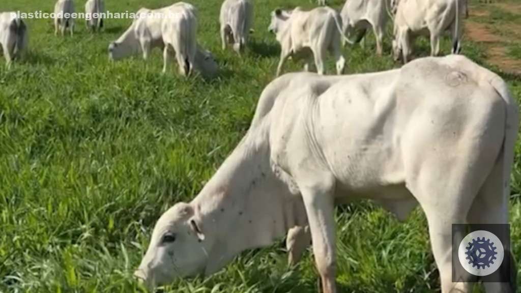 Maximize o ganho de peso na recria de bovinos com a escolha certa da porcentagem de proteína na ração 2 Fazenda Nossa Senhora Lourdes FN10 17.04.2025 2