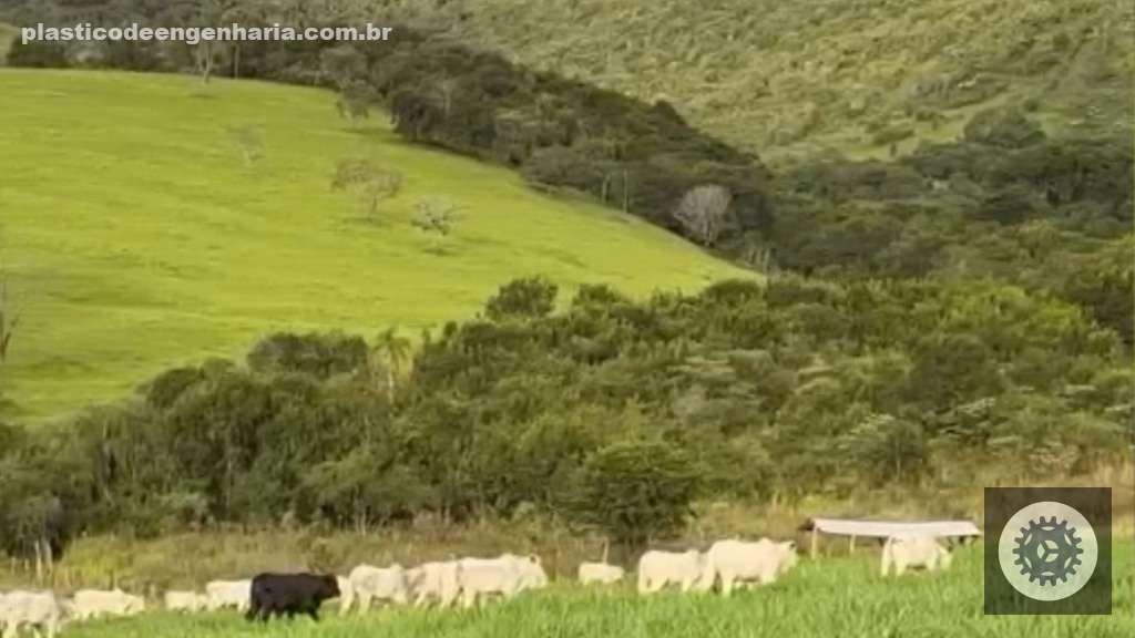 Fazenda Nossa Senhora Lourdes FN10 17.04.2025 7