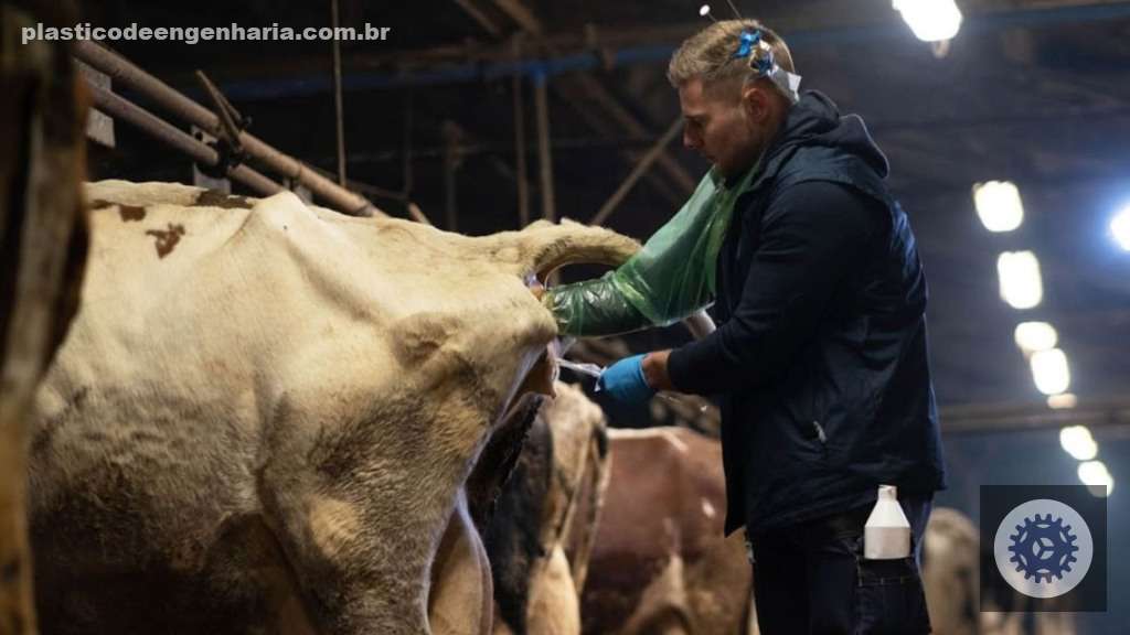 Jersey em Alagoas é a escolha ideal para elevar a qualidade e a produtividade da sua produção leiteira. 3 GhVyie5o iatf inseminacao vaca 20.09.2024 2