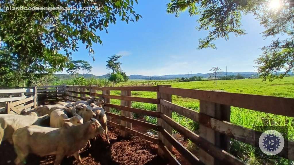 Ganhos Sustentáveis: Como Pecuaristas de Rondônia Impulsionam a Produtividade e o Bem-Estar do Gado 2 Giro Ariquemes RO 12.05.2025 1