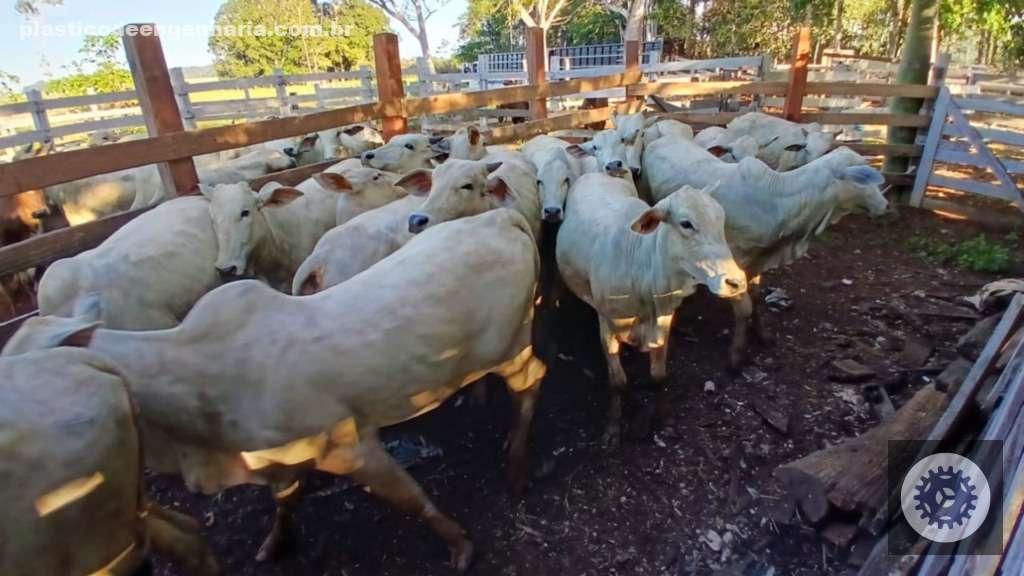 Ganhos Sustentáveis: Como Pecuaristas de Rondônia Impulsionam a Produtividade e o Bem-Estar do Gado 3 Giro Ariquemes RO 12.05.2025 2