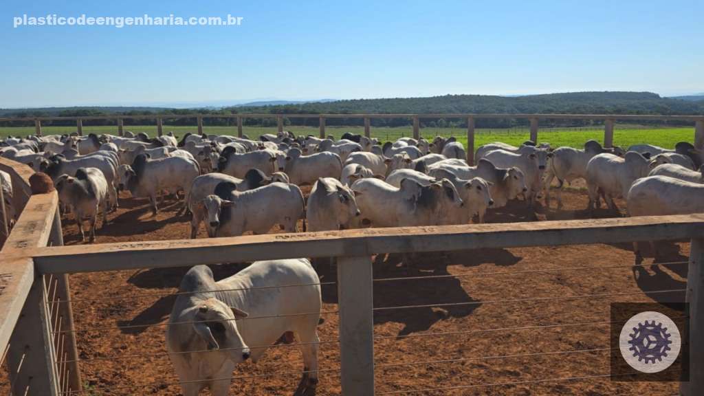 Garrotada CEIP impressiona com desempenho de 23,5@ e ênfase na qualidade sem compromissos 4 Giro Barra do Garcas mato grosso 15.05.2025 6