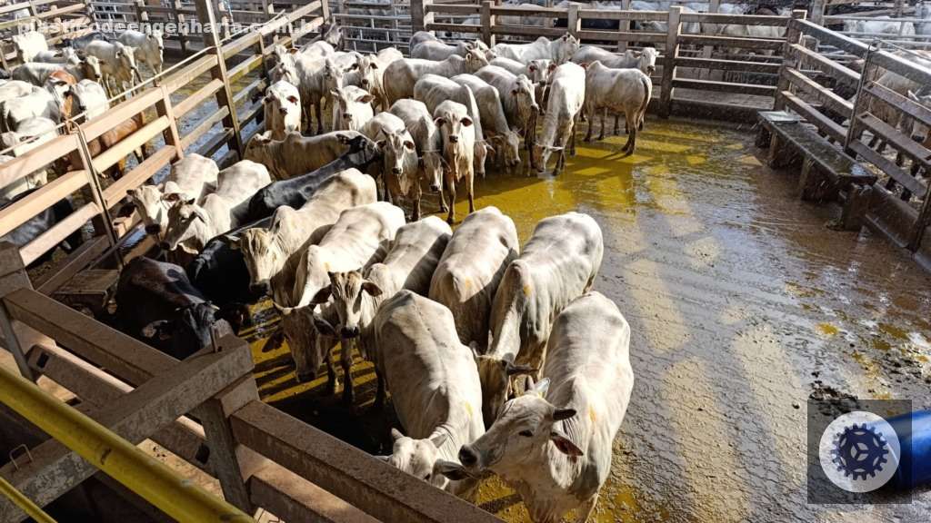 Boas práticas nas feiras agropecuárias