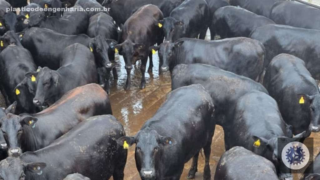 Giro Campo Grande MS novilhas Angus 29.04.2025 2