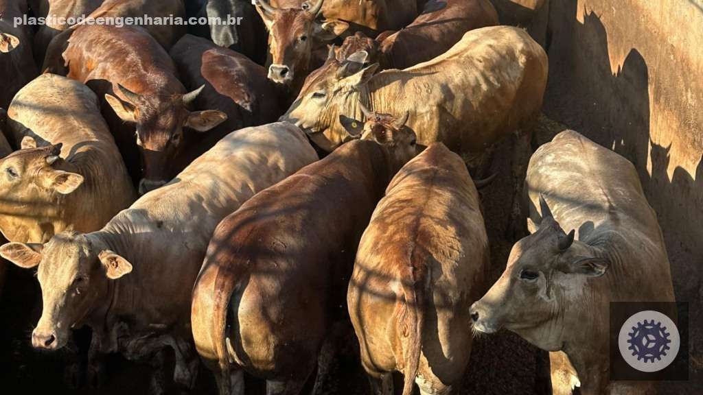 Rubia Gallega: a novilhada de sangue espanhol que promete rendimento superior em MT 3 Giro Diamantino MT Rubia Gallega 13.05.2025 2