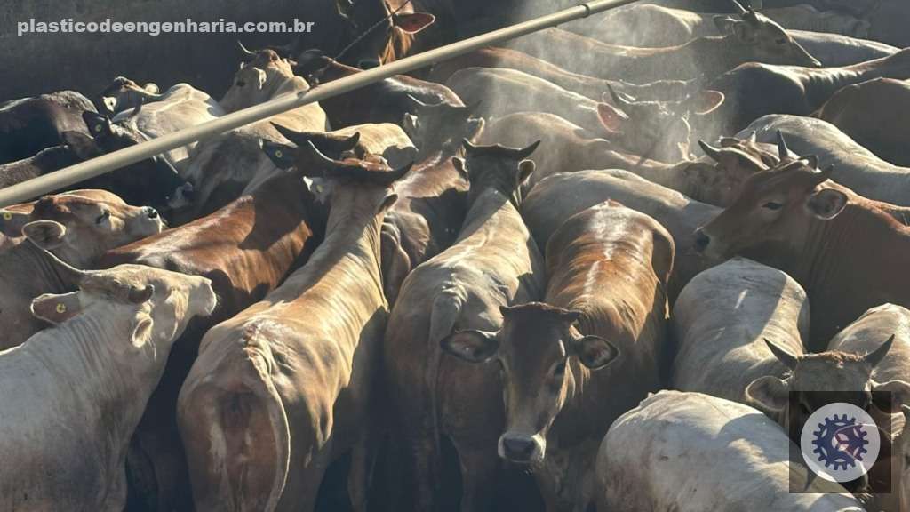 Rubia Gallega: a novilhada de sangue espanhol que promete rendimento superior em MT 2 Giro Diamantino MT Rubia Gallega 13.05.2025 3