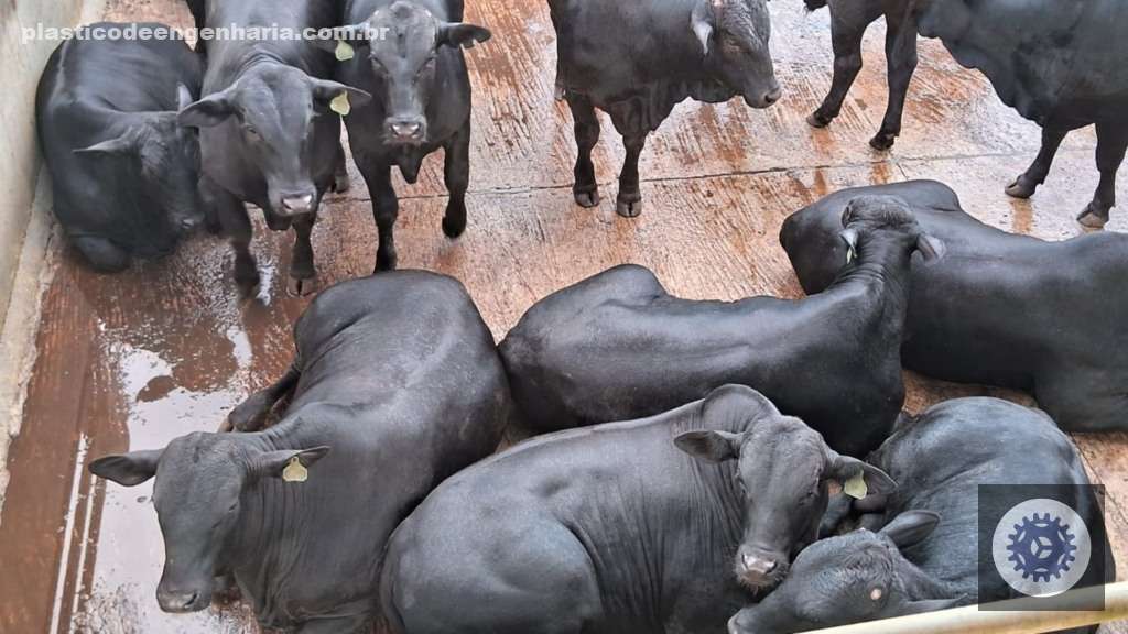 Bezerrões Angus de 19@ em confinamento trazem carne de qualidade superior na Bahia para quem busca melhores resultados na pecuária 2 Giro Itapetinga BA 21.04.2025 1