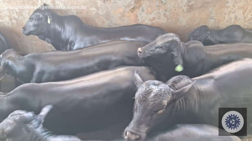 Bezerrões Angus de 19@ em confinamento trazem carne de qualidade superior na Bahia para quem busca melhores resultados na pecuária 3 Giro Itapetinga BA 21.04.2025 2