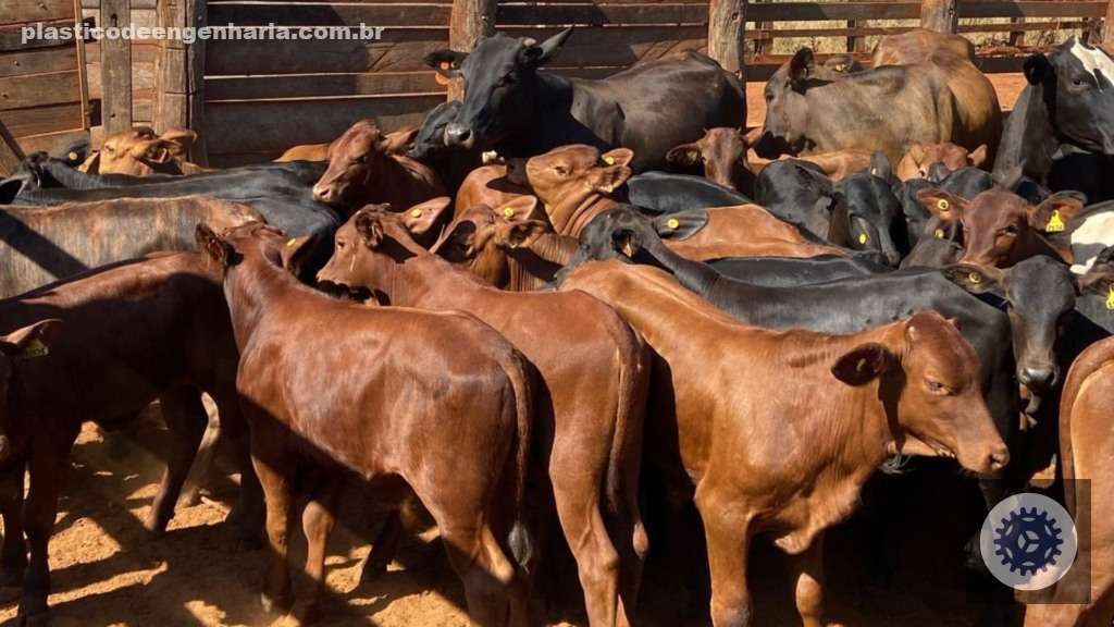 Angus de 16 meses com quase 20@: conheça a fazenda na Bahia que combina excelência e natureza exuberante 4 Giro Itapetinga BA Fazenda CKF 05.05.2025 1