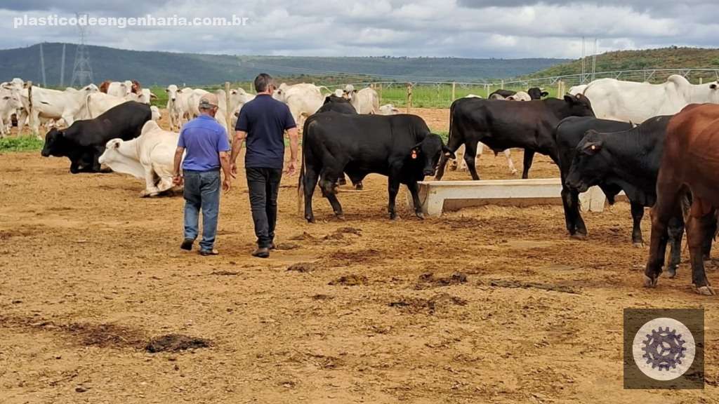 Angus de 16 meses com quase 20@: conheça a fazenda na Bahia que combina excelência e natureza exuberante 5 Giro Itapetinga BA Fazenda CKF 05.05.2025 3